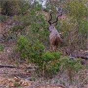 18_Motswari-655