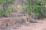 19_Motswari-655