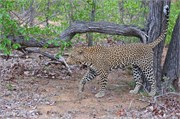 25_Motswari-655