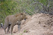 27_Motswari-655