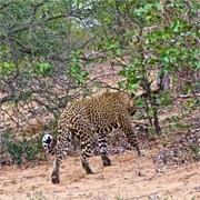 28_Motswari-655