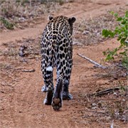 31_Motswari-655