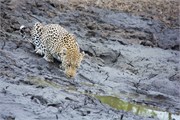 36_Motswari-655