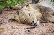 45_Motswari-655