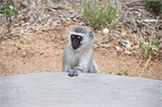 57_Motswari-655