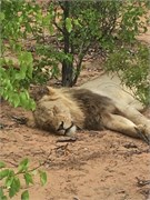 71_Motswari-655