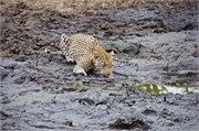 7_Motswari-655