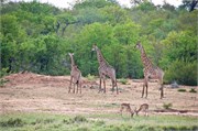 97_Motswari-655