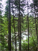 35-CornerBrook2016