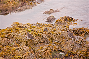 11-Vigur_Island
