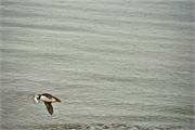 37-Vigur_Island