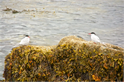 39-Vigur_Island