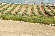 015-Volubilis-Meknes-Fez