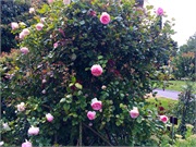 23-BotanicalGardens