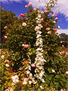 24-BotanicalGardens
