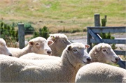 35-PencarrowStationNZ