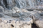37-FurSeal