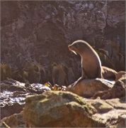 20-Dunedin-NZ
