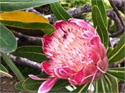 14-Eden-Australia