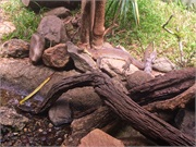 06-RainForestStation