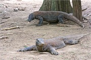 01-KomodoIsland