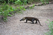 29-KomodoIsland