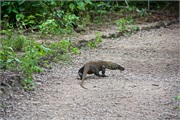 30-KomodoIsland