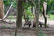 39-KomodoIsland