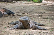 42-KomodoIsland