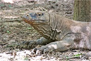 49-KomodoIsland