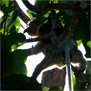 35-Bako_Sarawak