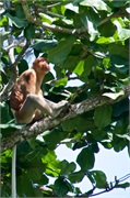 37-Bako_Sarawak