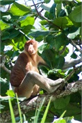 39-Bako_Sarawak
