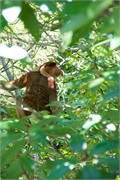 54-Bako_Sarawak