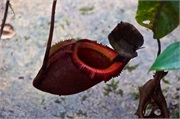 36-Kinabalu_Park