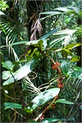 48-Kinabalu_Park