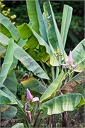 64-Kinabalu_Park
