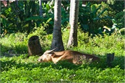 71-Koh_Samui