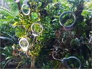 47-CloudForest