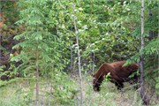 17-JasperWildlife