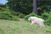 25-JasperWildlife
