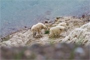 29-JasperWildlife