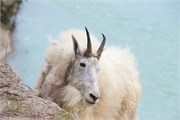 52-JasperWildlife