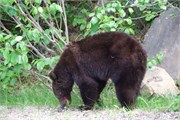 62-JasperWildlife