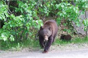 69-JasperWildlife
