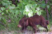 72-JasperWildlife