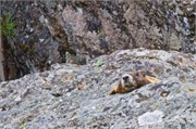 07-YellowstoneAnimals