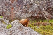 09-YellowstoneAnimals