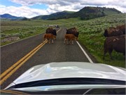 12-YellowstoneAnimals