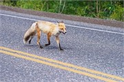 14-YellowstoneAnimals